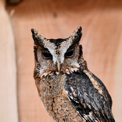 Indische dwergooruil - De Zonnegloed - Dierenpark - Dieren opvangcentrum - Sanctuary